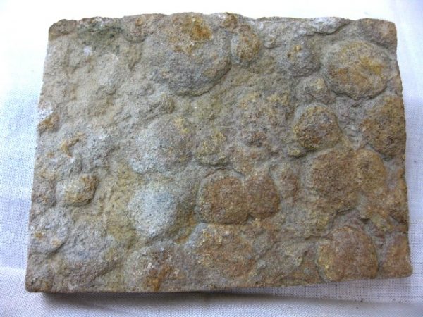 Genuine Precambrian Age Nemiana simplex Jellyfish Fossil for Sale from Ukraina #16