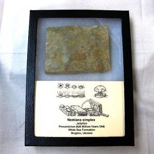 Genuine Precambrian Age Nemiana simplex Jellyfish Fossil for Sale from Ukraina #16a