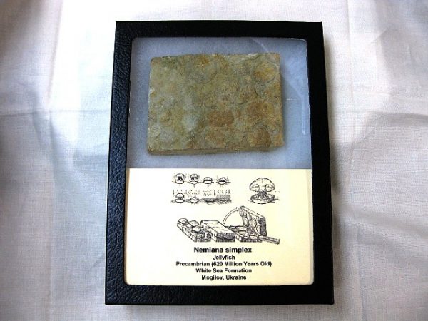 Genuine Precambrian Age Nemiana simplex Jellyfish Fossil for Sale from Ukraina #16a