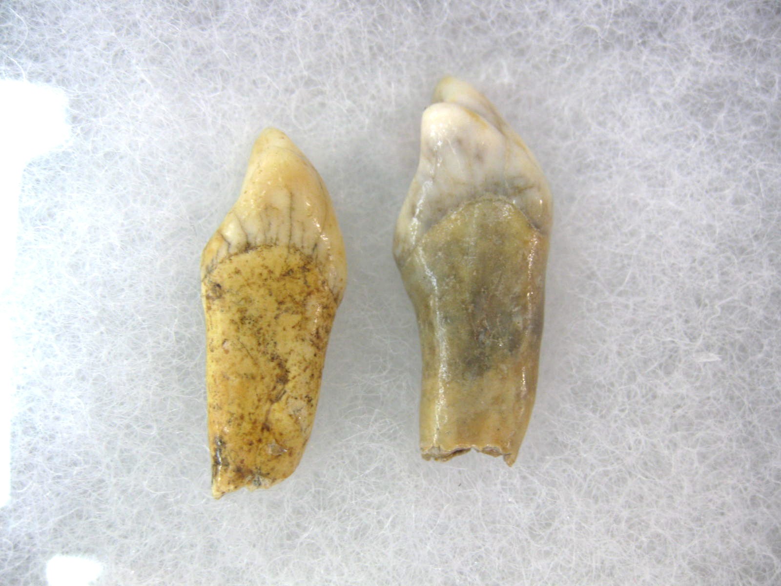 romania-ursus-speleous-cave-bear-teeth-set-23a.jpg | Fossils for Sale Genuine Fossil Pleistocene Age Romanian Cave Bear Teeth from Romania For Sale #23a