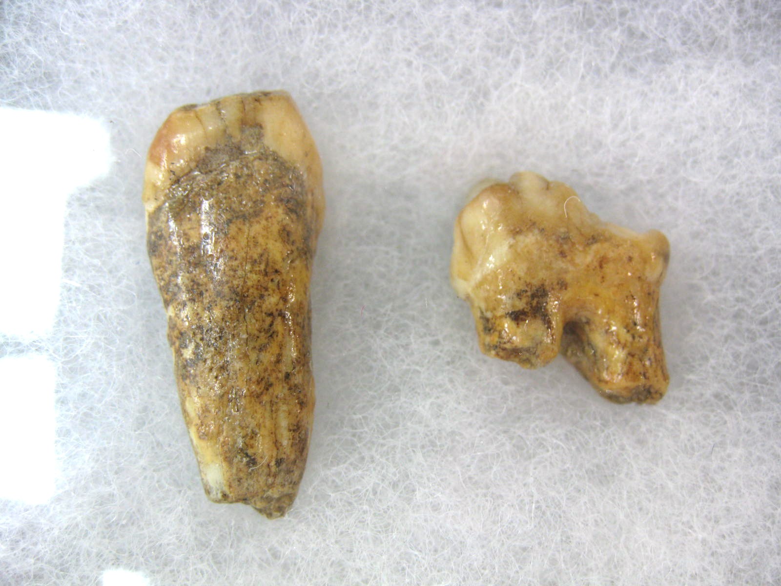 romania-ursus-speleous-cave-bear-teeth-set-24a.jpg | Fossils for Sale Genuine Fossil Pleistocene Age Romanian Cave Bear Teeth from Romania For Sale #24a