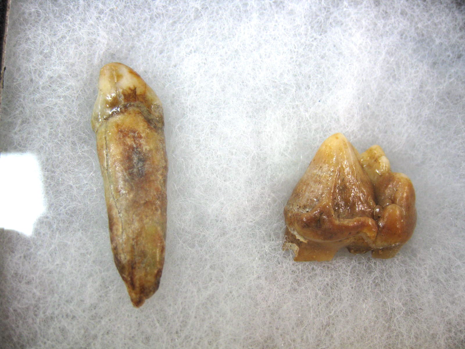 romania-ursus-speleous-cave-bear-teeth-set-26a.jpg | Fossils for Sale Genuine Fossil Pleistocene Age Romanian Cave Bear Teeth from Romania For Sale #26a