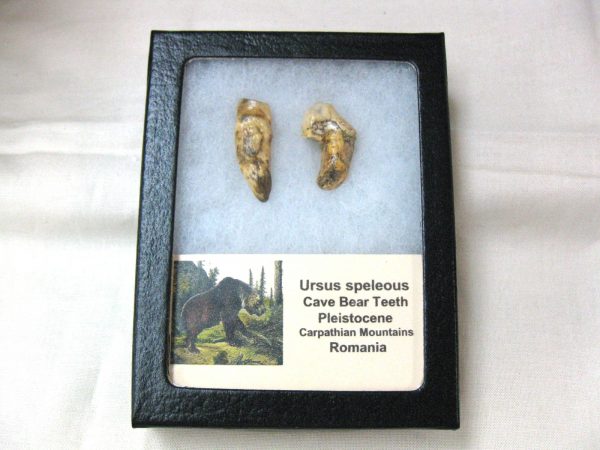 Genuine Fossil Pleistocene Age Romanian Cave Bear Teeth from Romania For Sale #27
