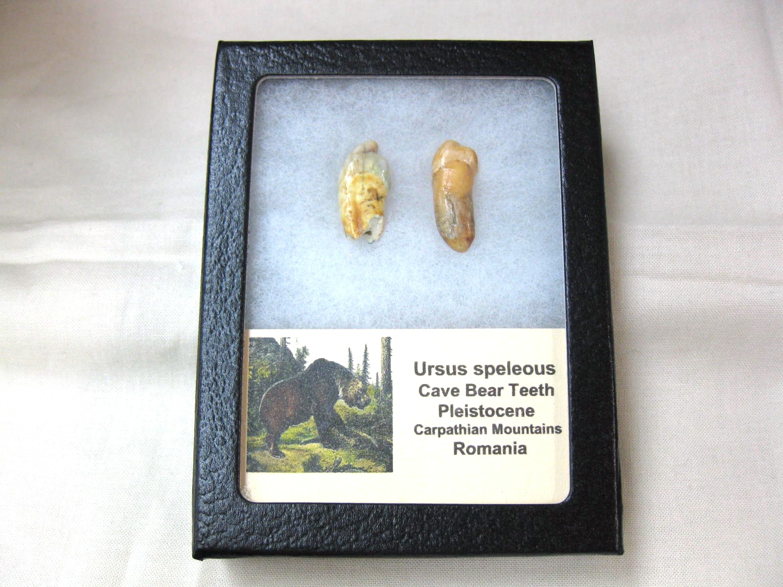 romania-ursus-speleous-cave-bear-teeth-set-29.jpg | Fossils for Sale Genuine Fossil Pleistocene Age Romanian Cave Bear Teeth from Romania For Sale #29