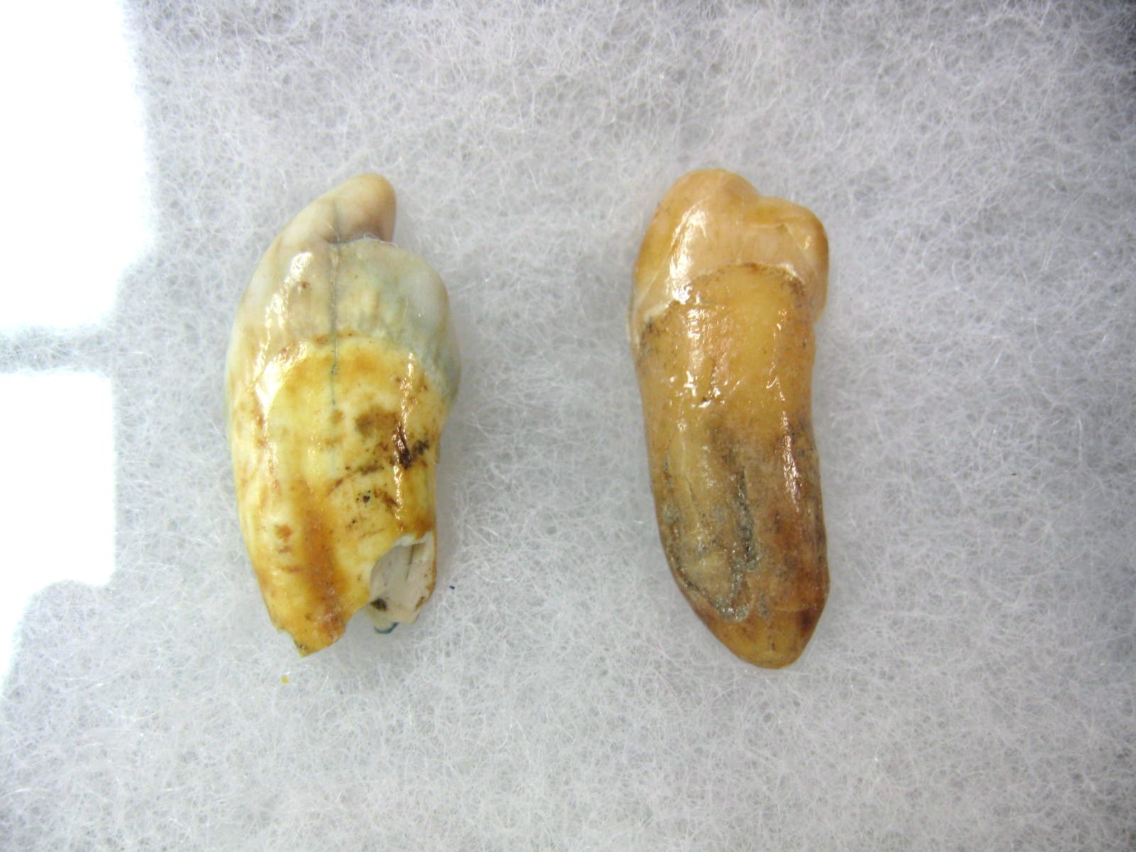 romania-ursus-speleous-cave-bear-teeth-set-29a.jpg | Fossils for Sale Genuine Fossil Pleistocene Age Romanian Cave Bear Teeth from Romania For Sale #29a