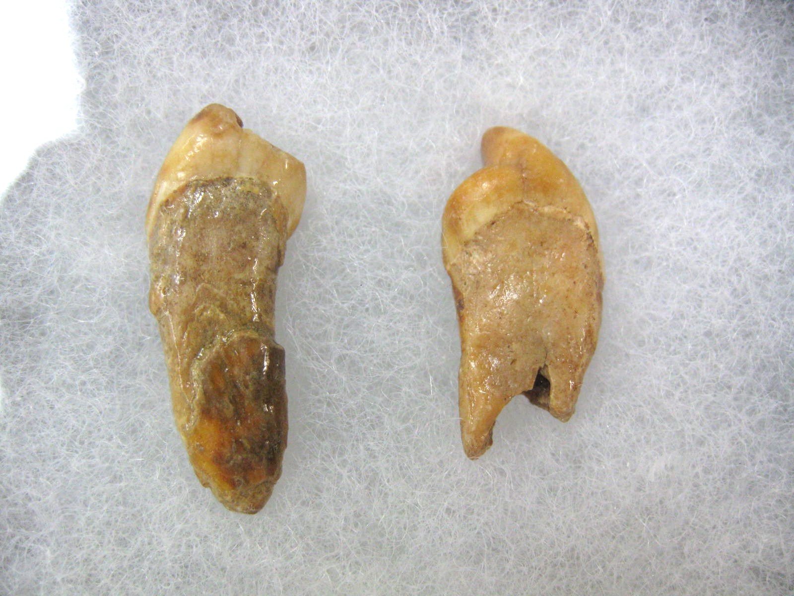 romania-ursus-speleous-cave-bear-teeth-set-32a.jpg | Fossils for Sale Genuine Fossil Pleistocene Age Romanian Cave Bear Teeth from Romania For Sale #32a