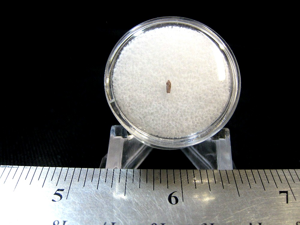 rooted-pseudosuchian-reptile-tooth-15.jpg | Fossils for Sale