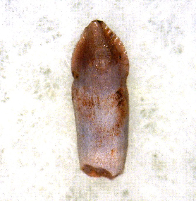 rooted-pseudosuchian-reptile-tooth-15a.jpg | Fossils for Sale