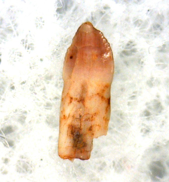 rooted-pseudosuchian-reptile-tooth-16a.jpg | Fossils for Sale