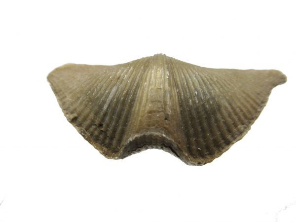 Russian Cyrtospirifer Brachiopod #29 - Image 2