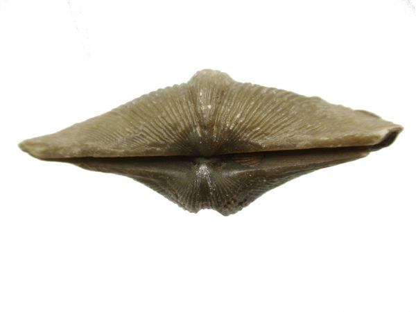 Russian Cyrtospirifer Brachiopod #29 - Image 3