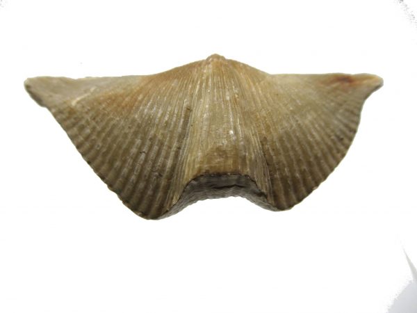 Russian Cyrtospirifer Brachiopod #30 - Image 2