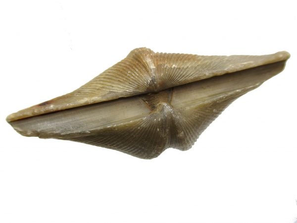 Russian Cyrtospirifer Brachiopod #30 - Image 3