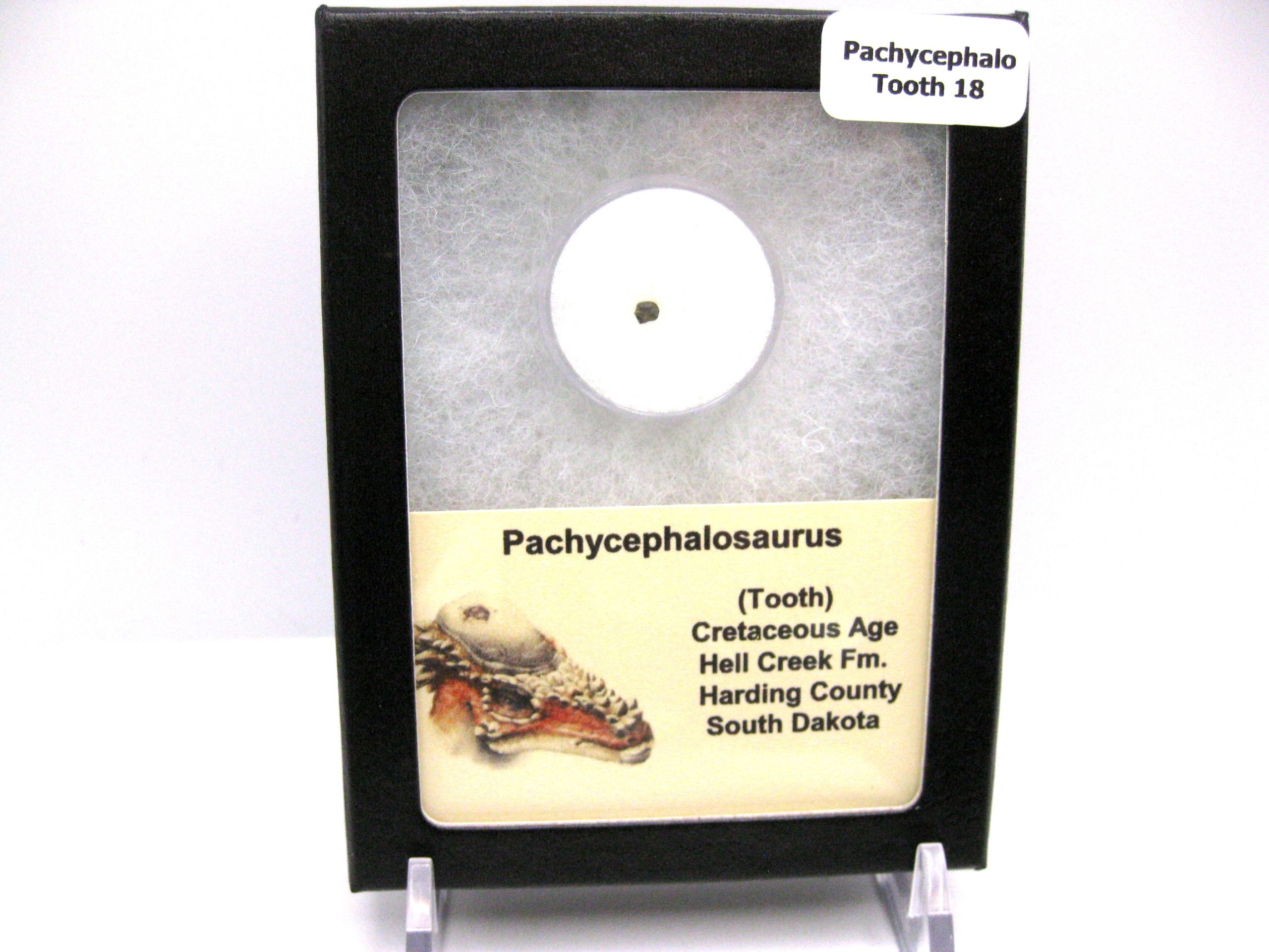 s.-dakota-cretaceous-pachycephalosaurus-tooth-18-scaled-1.jpg | Fossils for Sale