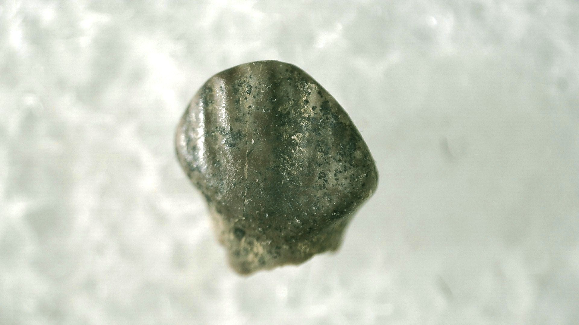 s.-dakota-cretaceous-pachycephalosaurus-tooth-18a.jpg | Fossils for Sale