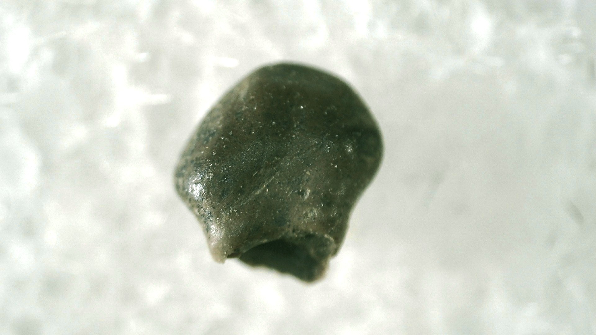 s.-dakota-cretaceous-pachycephalosaurus-tooth-18b.jpg | Fossils for Sale
