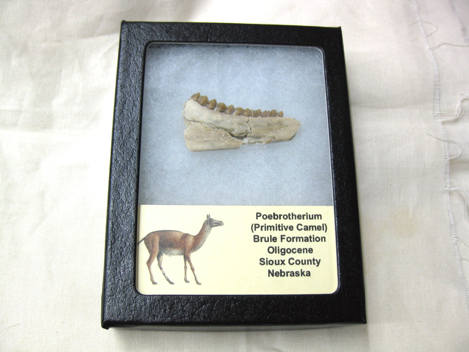 s.-dakota-oligocene-poebrotherium-camel-jaw-16.jpg | Fossils for Sale Genuine Oligocene Age Poebrotherium Camel Jaw Fossil For Sale from Nebraska #16