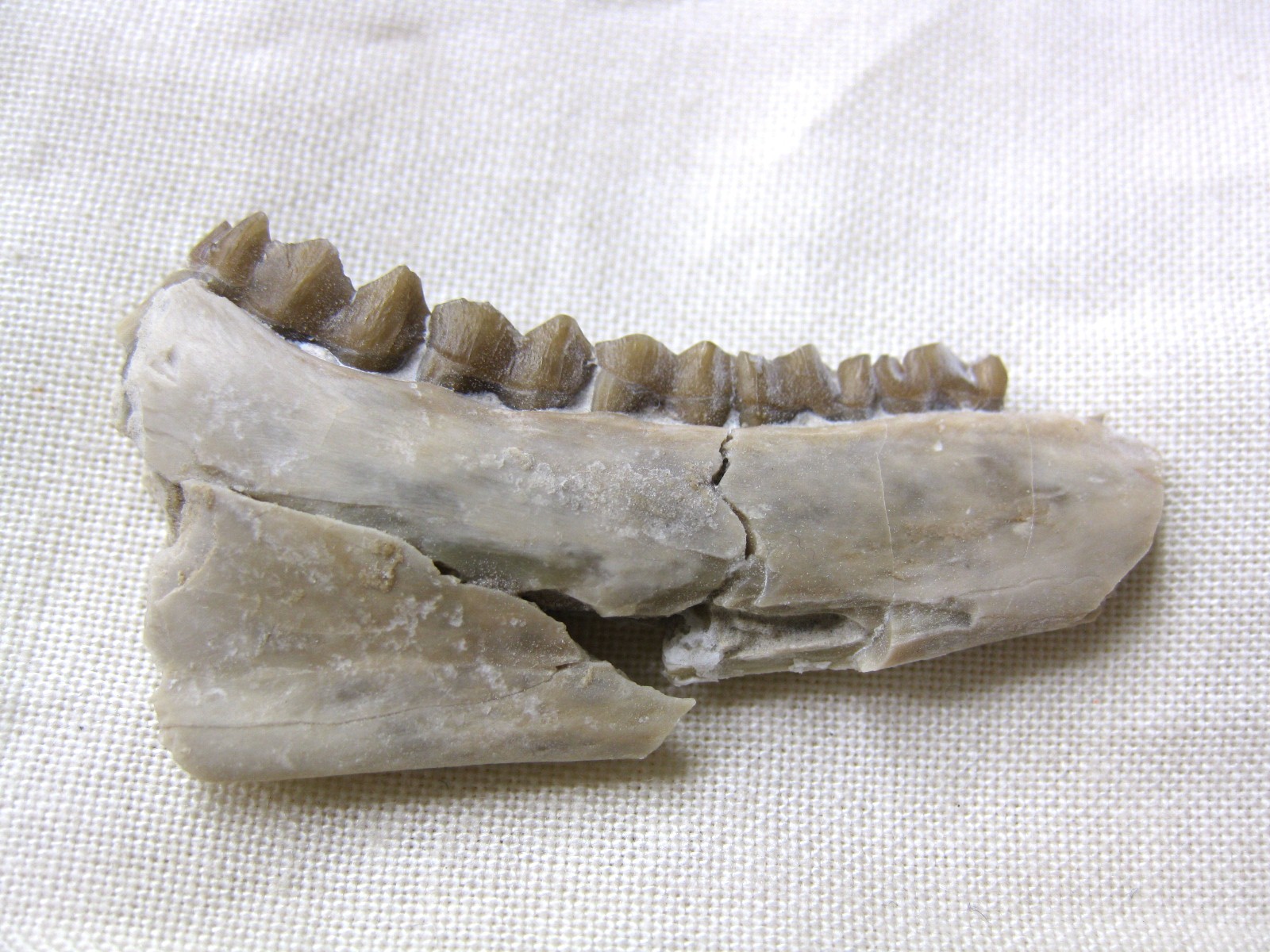 s.-dakota-oligocene-poebrotherium-camel-jaw-16a.jpg | Fossils for Sale Genuine Oligocene Age Poebrotherium Camel Jaw Fossil For Sale from Nebraska #16a
