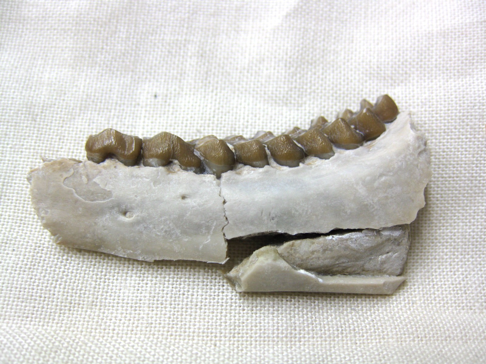 s.-dakota-oligocene-poebrotherium-camel-jaw-16b.jpg | Fossils for Sale Genuine Oligocene Age Poebrotherium Camel Jaw Fossil For Sale from Nebraska #16b