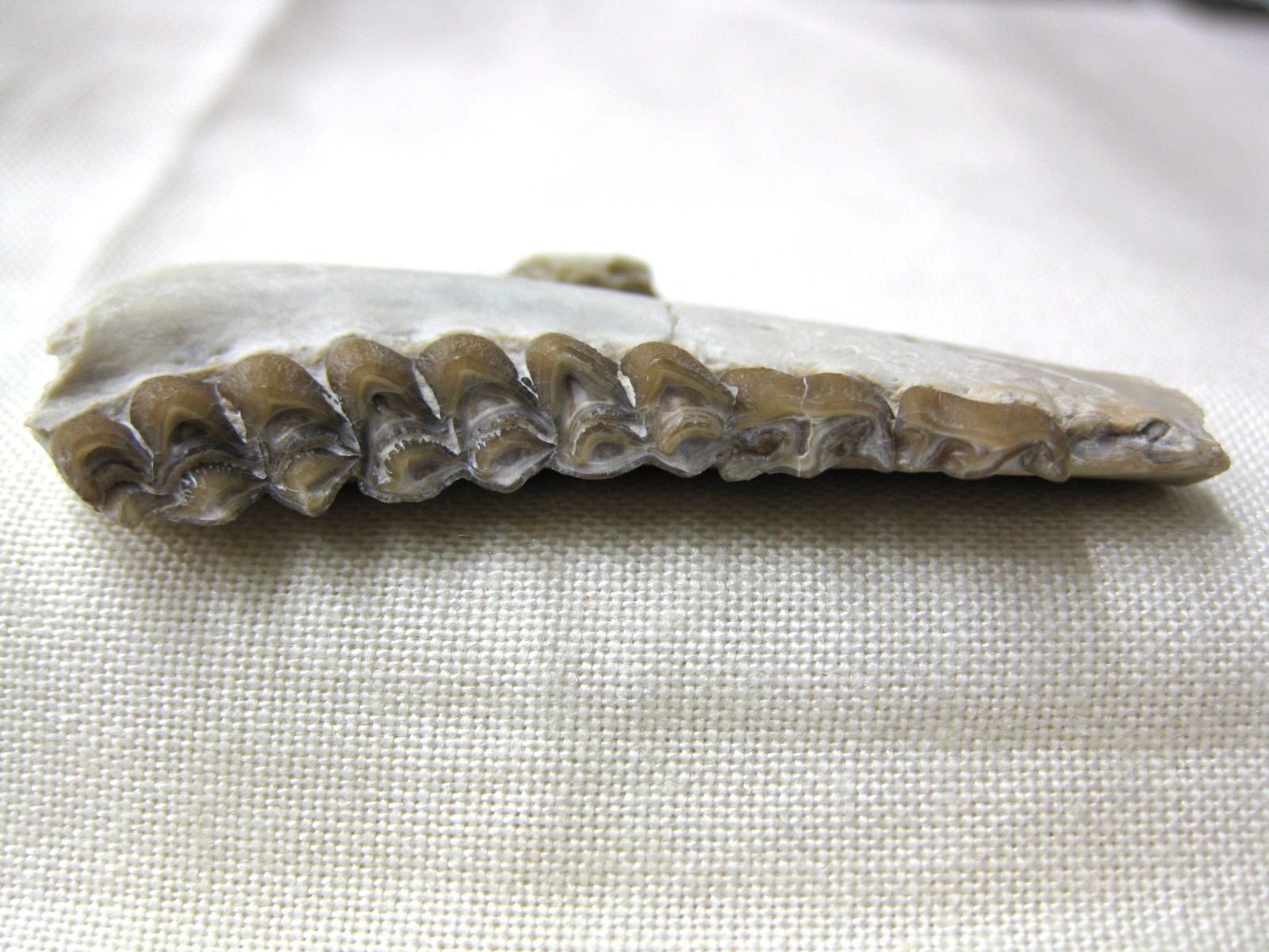 s.-dakota-oligocene-poebrotherium-camel-jaw-16c.jpg | Fossils for Sale Genuine Oligocene Age Poebrotherium Camel Jaw Fossil For Sale from Nebraska #16c