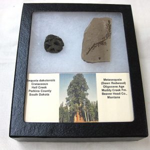 Genuine Oligocene & Cretaceous Age Sequoia Cone & Metasequoia Leaf Set Fossil from Montana & South Dakota For Sale #1