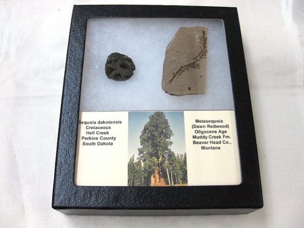 Genuine Oligocene & Cretaceous Age Sequoia Cone & Metasequoia Leaf Set Fossil from Montana & South Dakota For Sale #1