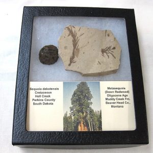 Genuine Oligocene & Cretaceous Age Sequoia Cone & Metasequoia Leaf Set Fossil from Montana & South Dakota For Sale #2