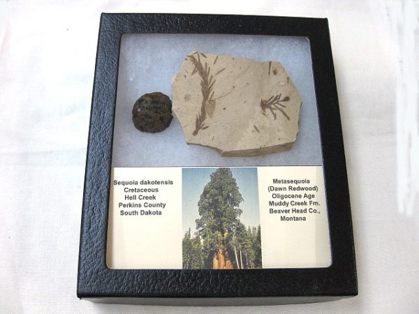 Genuine Oligocene & Cretaceous Age Sequoia Cone & Metasequoia Leaf Set Fossil from Montana & South Dakota For Sale #2