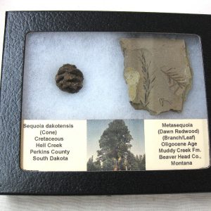 Genuine Oligocene & Cretaceous Age Sequoia Cone & Metasequoia Leaf Set Fossil from Montana & South Dakota For Sale #11