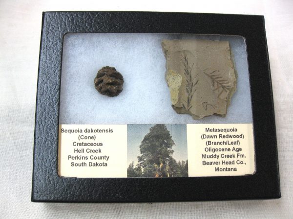 Genuine Oligocene & Cretaceous Age Sequoia Cone & Metasequoia Leaf Set Fossil from Montana & South Dakota For Sale #11