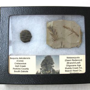 Genuine Oligocene & Cretaceous Age Sequoia Cone & Metasequoia Leaf Set Fossil from Montana & South Dakota For Sale #12