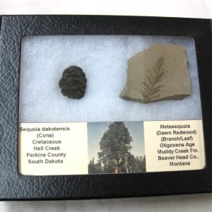 Genuine Oligocene & Cretaceous Age Sequoia Cone & Metasequoia Leaf Set Fossil from Montana & South Dakota For Sale #14