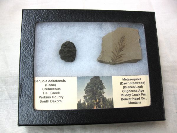 Genuine Oligocene & Cretaceous Age Sequoia Cone & Metasequoia Leaf Set Fossil from Montana & South Dakota For Sale #14