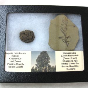 Genuine Oligocene & Cretaceous Age Sequoia Cone & Metasequoia Leaf Set Fossil from Montana & South Dakota For Sale #15