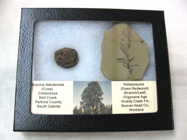 Genuine Oligocene & Cretaceous Age Sequoia Cone & Metasequoia Leaf Set Fossil from Montana & South Dakota For Sale #15