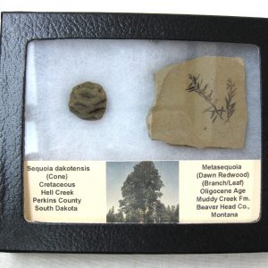 Genuine Oligocene & Cretaceous Age Sequoia Cone & Metasequoia Leaf Set Fossil from Montana & South Dakota For Sale #16