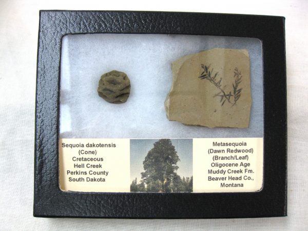 Genuine Oligocene & Cretaceous Age Sequoia Cone & Metasequoia Leaf Set Fossil from Montana & South Dakota For Sale #16