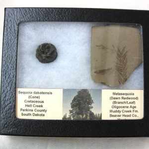 Genuine Oligocene & Cretaceous Age Sequoia Cone & Metasequoia Leaf Set Fossil from Montana & South Dakota For Sale #20