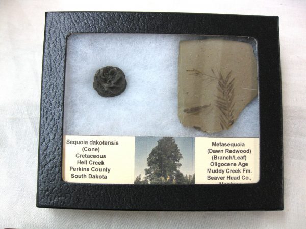 Genuine Oligocene & Cretaceous Age Sequoia Cone & Metasequoia Leaf Set Fossil from Montana & South Dakota For Sale #20