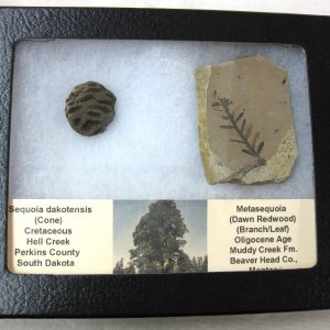 Genuine Oligocene & Cretaceous Age Sequoia Cone & Metasequoia Leaf Set Fossil from Montana & South Dakota For Sale #21