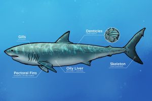 Petrodus Shark