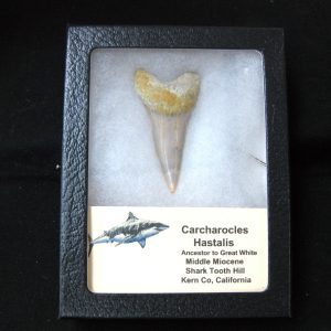 Genuine Miocene Age Carcharocles Hastalis Shark Tooth From For California For Sale #13