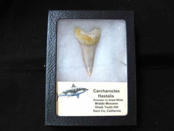 Genuine Miocene Age Carcharocles Hastalis Shark Tooth From For California For Sale #13