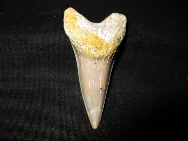 Genuine Miocene Age Carcharocles Hastalis Shark Tooth From For California For Sale #13a