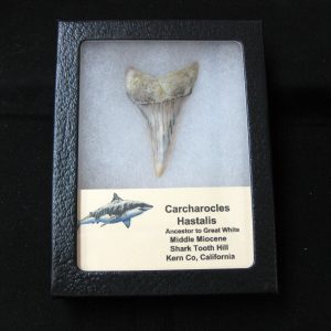 Genuine Miocene Age Carcharocles Hastalis Shark Tooth From For California For Sale #16