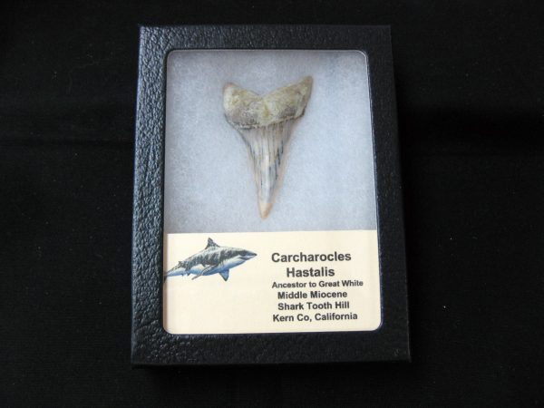 Genuine Miocene Age Carcharocles Hastalis Shark Tooth From For California For Sale #16