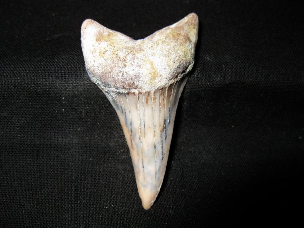 Genuine Miocene Age Carcharocles Hastalis Shark Tooth From For California For Sale #16a