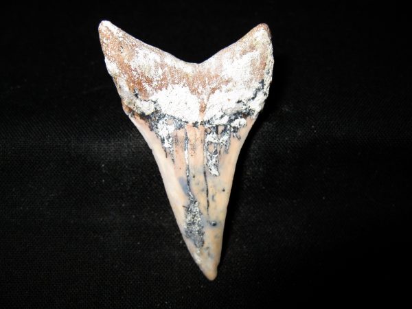 Genuine Miocene Age Carcharocles Hastalis Shark Tooth From For California For Sale #16b