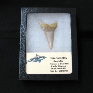 Genuine Miocene Age Carcharocles Hastalis Shark Tooth From For California For Sale #17