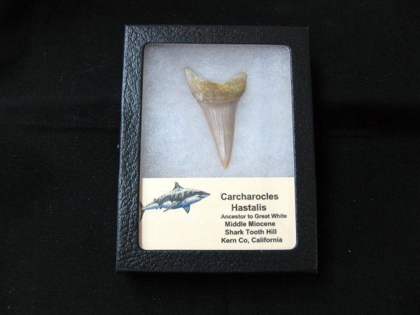 Genuine Miocene Age Carcharocles Hastalis Shark Tooth From For California For Sale #17